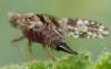 Tephritis ruralis